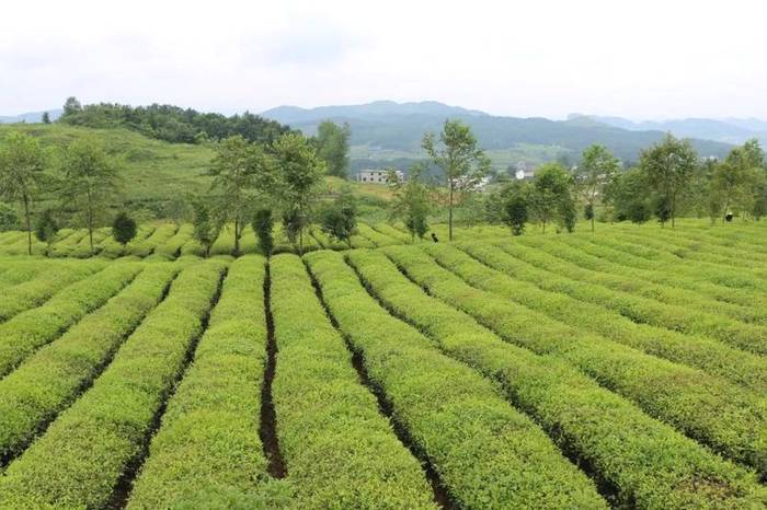 关于湄潭上半年茶叶出口创佳绩，预计全年突破5000万美元的最新资讯(3)