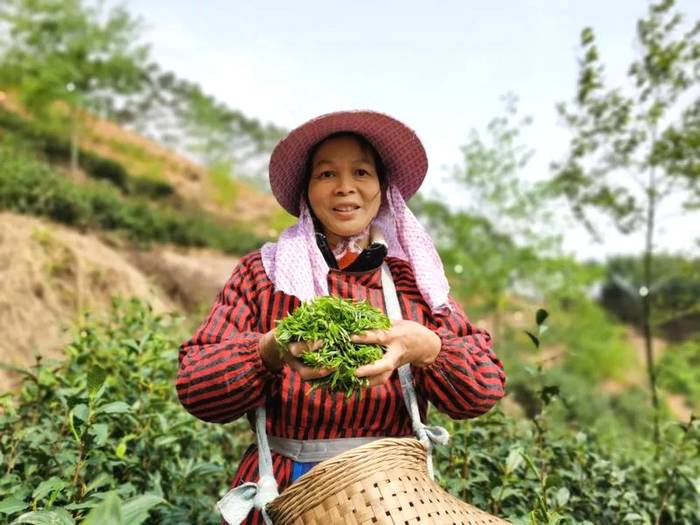 关于横县那阳镇政华村茶叶种植合作春茶采摘时!的最新信息(1)