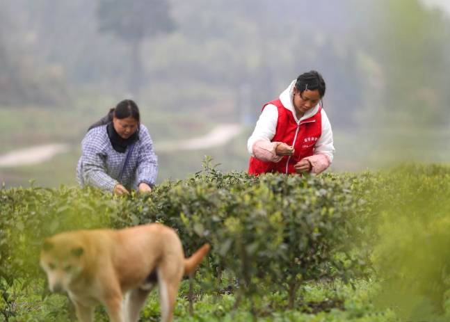 关于贵州省铜仁市：荒山大力发展茶叶种植 助力村民增收的最新信息