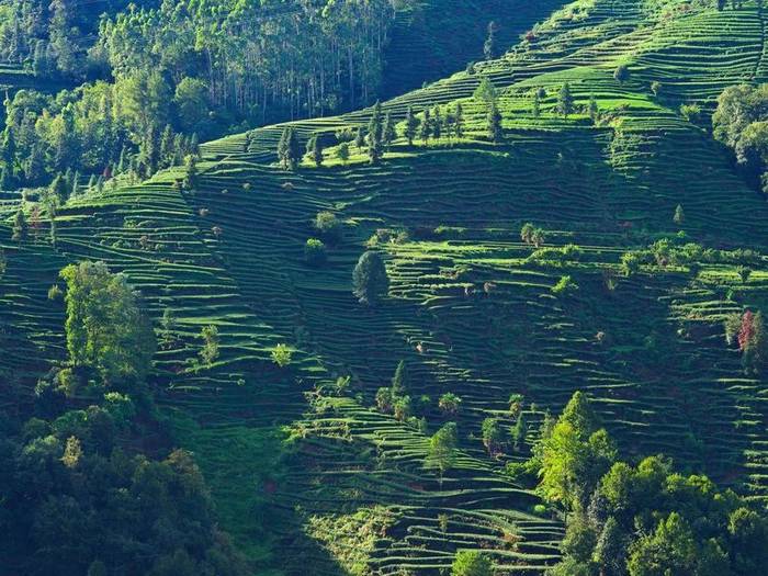 有关于连续五年入围“中国茶叶区域公用品牌价值十强”，蒙顶山茶品牌价值超过40亿元的热门消息