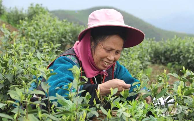 有关于茶园剪影 又是一年采茶季 春色满园盼君来的最新资讯(3)