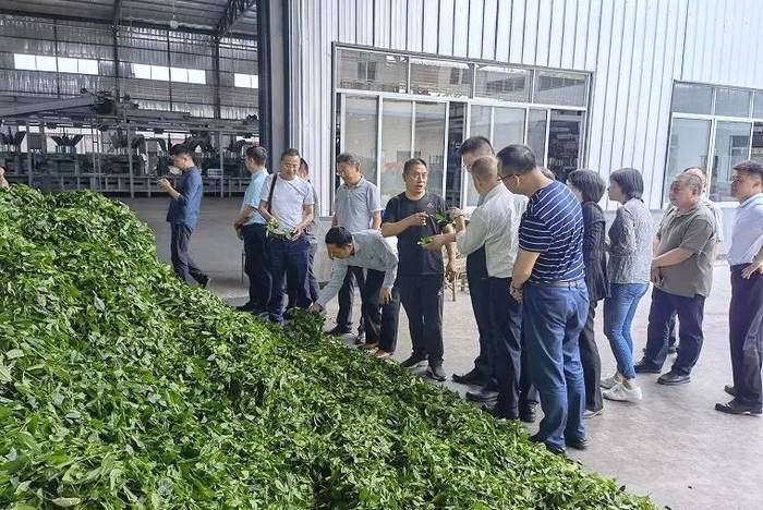 关于中茶协应邀参加农业农村部闽川两省茶业调研的消息(2)