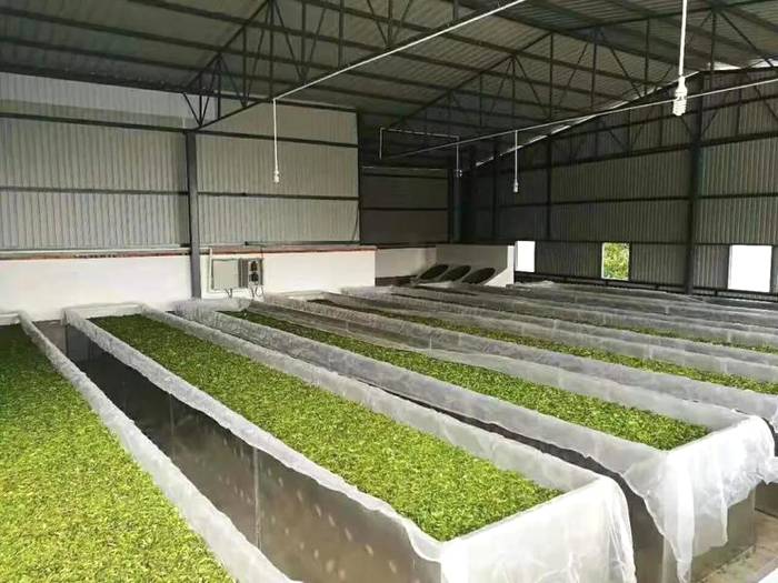 有关于景东花山镇芦山村:生态茶叶的发展实现一二三产业深度融合的信息(4)