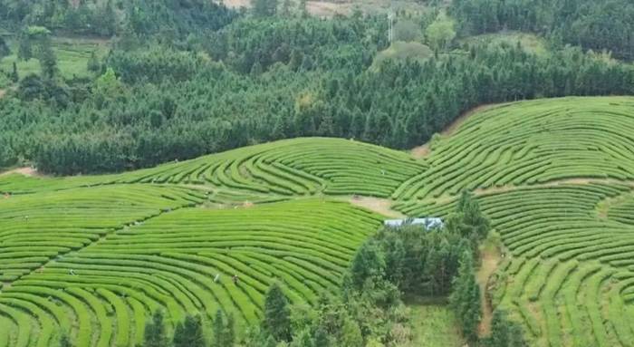 关于"乐昌白毛茶,香飘振兴路"茶产业展示推进系列活动启动的最新消息(2)