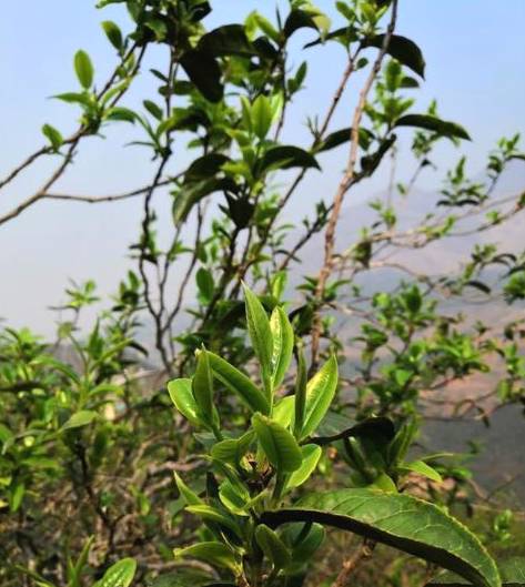 有关于冰岛古树春茶暂未大面积开采，毛茶价格约37000-38000元/公斤的资讯(2)