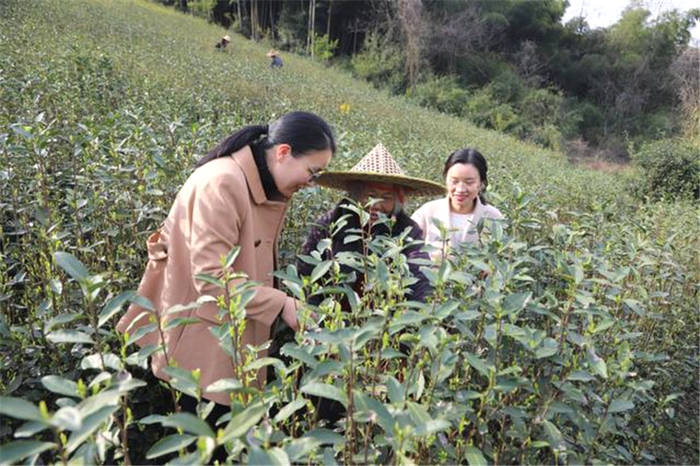 有关于迅速出击！杭州萧山从源头严查“天价茶”的热门新闻