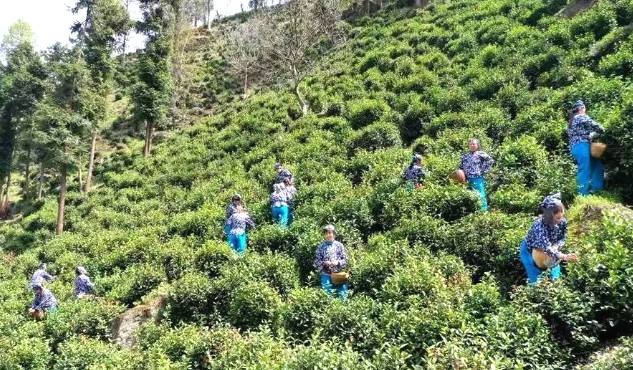 有关于秦岭山水润春茶 陕西镇安10万亩象园茶新鲜上市的热门信息(1)