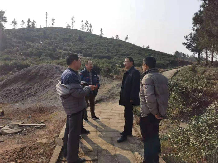 有关于四川省茶叶行业协会一行调研广安茶产业发展规划的最新资讯(5)