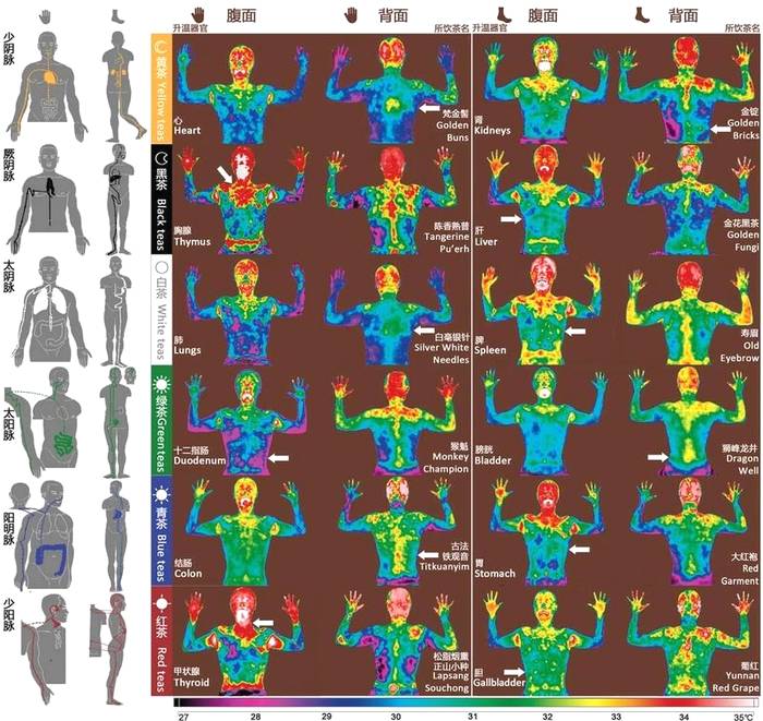 关于复旦大学借助茶，让世界“看清”中医经络的热门新闻