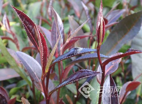 有关于云南省农科院茶叶科技花开云岭 科技支撑引领云茶产业高质量发展的最新资讯(5)