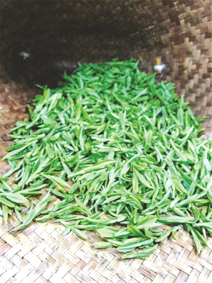 关于寺坞岭高山茶：延长产业链 一株茶树产出5种茶的最新消息(1)