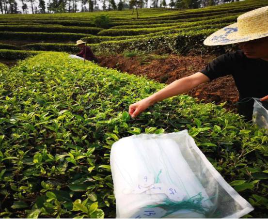 有关于西盟茶园“好帮手” 茶农吃上绿色“生态饭”的热门消息(4)
