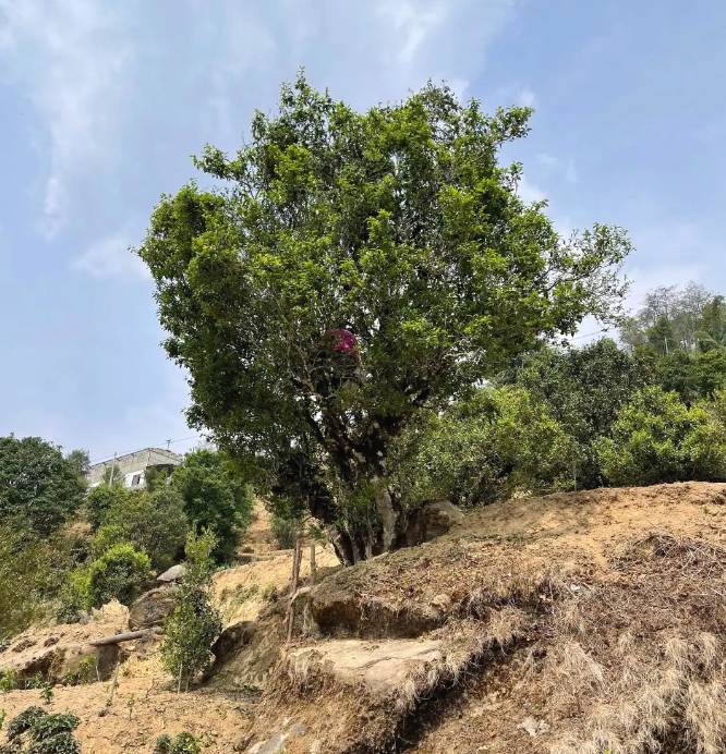 有关于中国首家茶树演化自然博物馆在临沧白莺山挂牌的新闻(11)