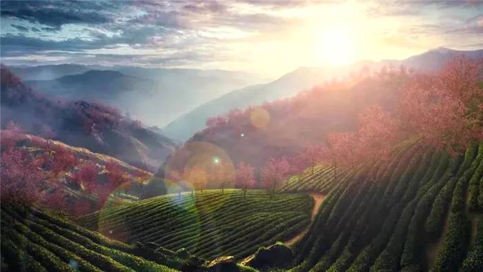 有关于云南省茶产业奖补名单出炉，普洱市喜获“双科状元”！的最新信息(13)