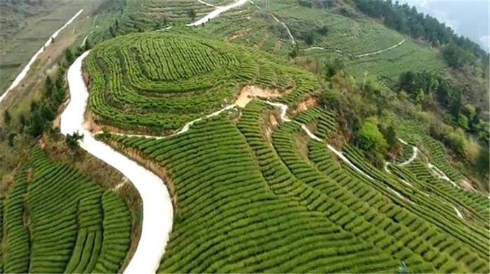 有关于贵州铜仁沿河：青山为证 三位村民坚守茶路践初心的最新信息