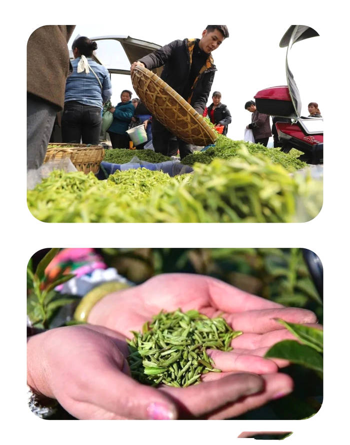 有关于2021年长三角春茶茶情通报（第二期）的最新信息(3)