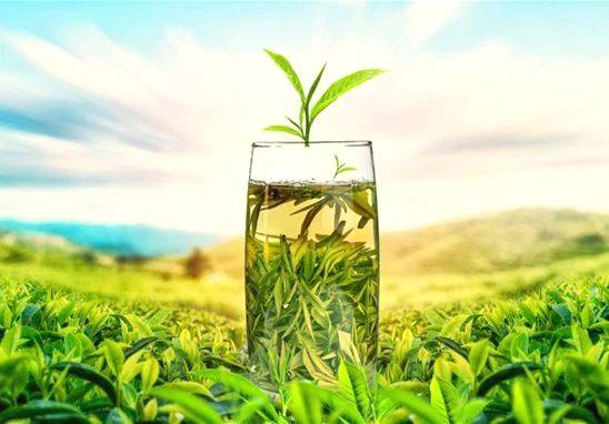 关于河南省光山县全国有机农产品（茶）基地：茶园到茶杯，皆为这一品的热门新闻(13)