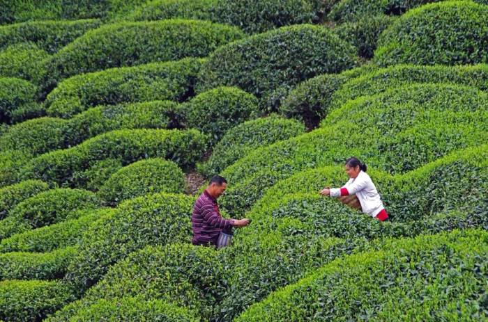 有关于除了龙井，杭州还有这些茶园的茶叶和美景让人陶醉!的热门资讯(22)