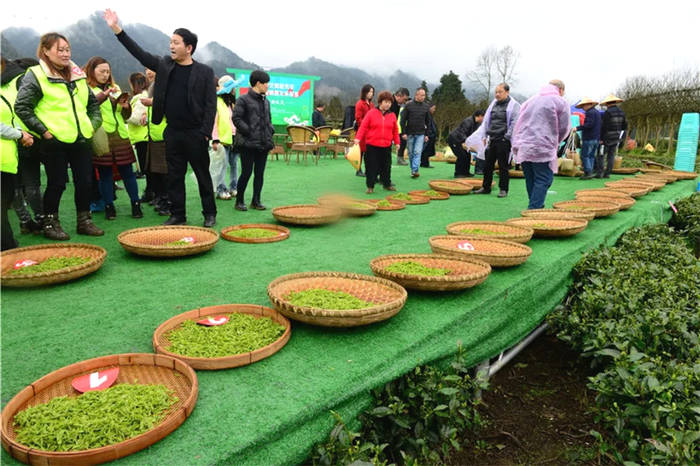 有关于贵州凤冈:茶乡儿女采新绿 十指尖尖展风采的新闻(6)
