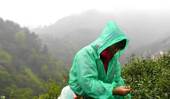 有关于正值信阳毛尖采摘上市 忙采明前茶供应市场的最新消息(2)