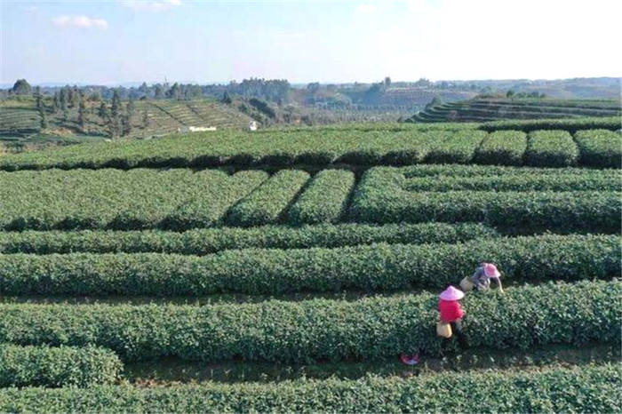 有关于四川眉山青神县：春茶销售旺 茶农采摘忙的最新信息(3)