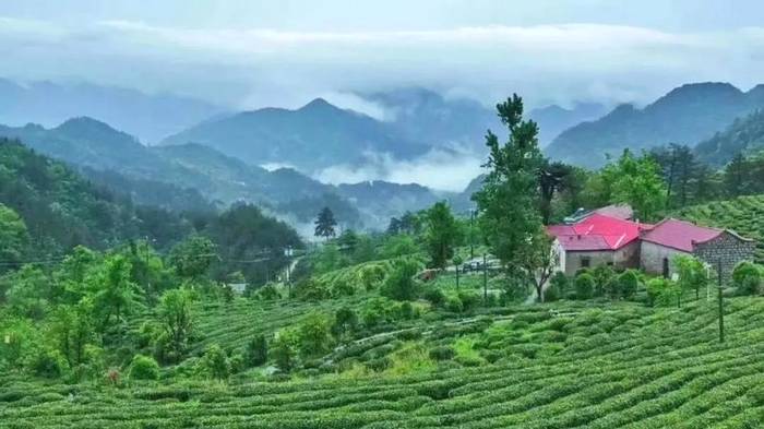 关于世界贸易指数研究中心落户；茶产业发展制度开新创的热门新闻(1)