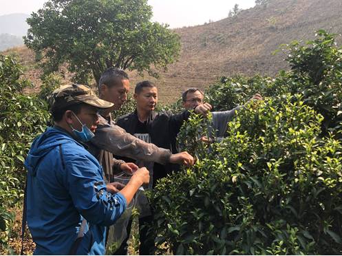 有关于“呵护”普洱茶产业健康发展系列报道（三）的热门新闻(4)