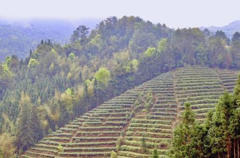 有关于广东春茶上新产销两旺,茶农们迎来“富口袋”的热门消息(8)
