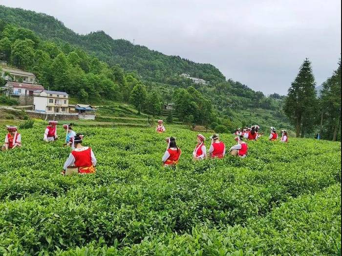 关于“晒怏焙干”，打造张家界又一闪亮名片——桑植白茶的热门资讯(2)