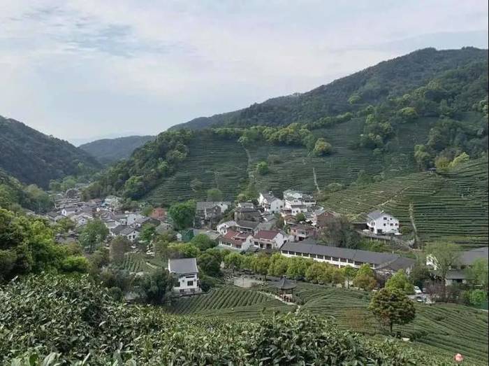 关于来听一听专家是如何把脉西湖龙井茶的保护与传承、创新与发展的的最新资讯(3)