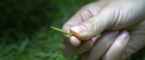 关于春茶采摘黄金季 张家界万宝山茶叶基地采茶忙的新闻(4)