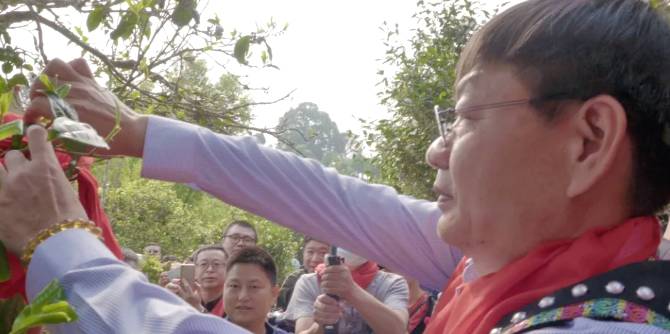 关于墨江米地贡茶春茶头采,933克鲜叶拍出23万元!的最新消息(2)