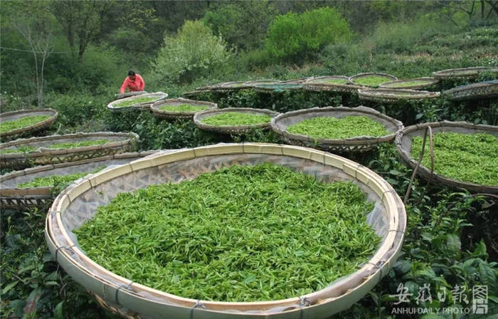 关于春茶地理标志保护专项行动开始！安徽这份“重点”名单来了的资讯(3)