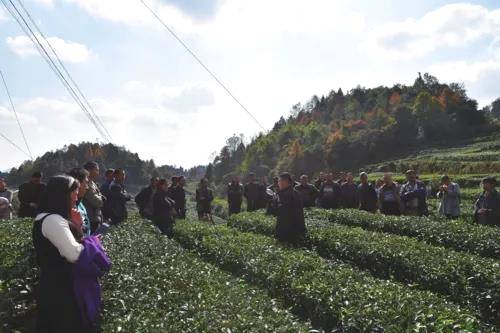 关于贵州耕田:让湄潭茶园变公园,茶山变金山银山的最新资讯(1)