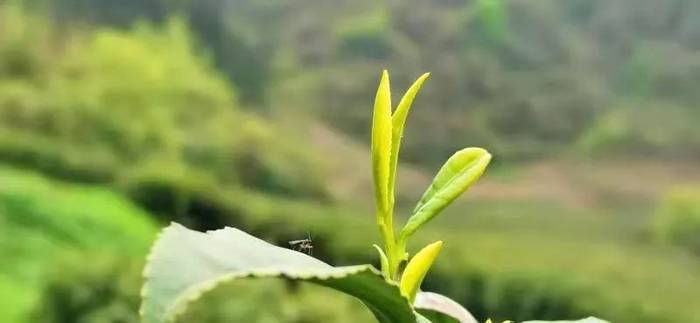 关于宽阔水4000余亩野生茶树 茶品已走向全国的新闻(3)