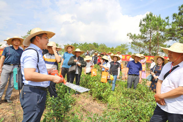有关于力推茶园管理机械化 服务六堡茶产业发展的热门资讯(7)