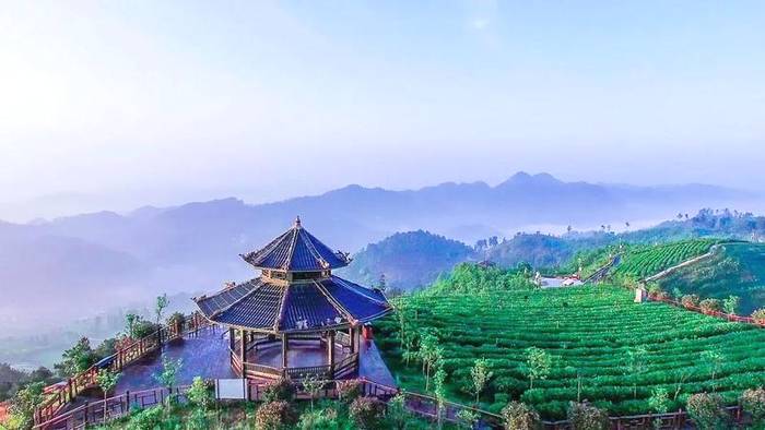 关于贵茶集团亮相高成长企业产品推荐会，展示生态贵州茶的热门信息(6)