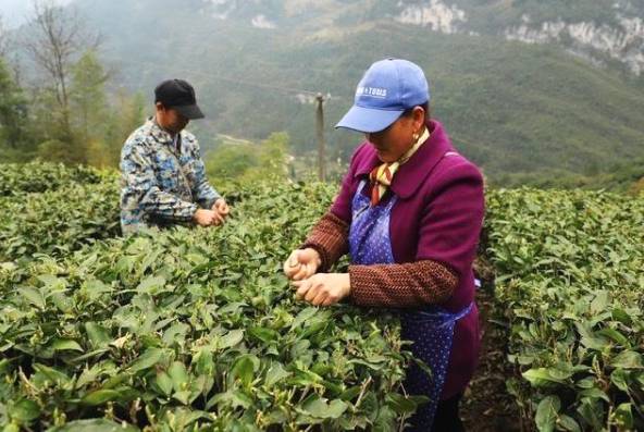 关于宣恩长潭河侗族乡：茶农们正忙着采摘新春第一批春茶嫩芽的消息(3)