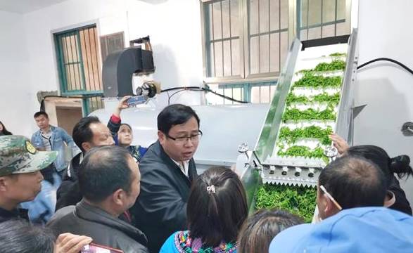 有关于凤凰县：省茶叶专家到该县茶叶基地开展技术知识培训的资讯(1)