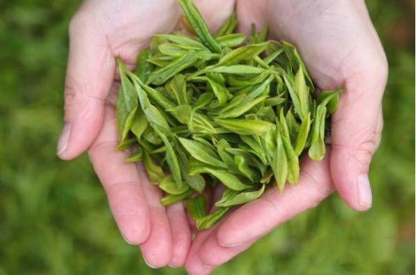 关于南岳1.08万亩茶园第一批春茶采摘时节的消息(6)