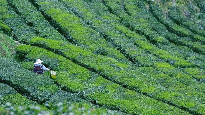 关于56000次采摘方得1斤!火出国门的三峡毛尖,天然清香!的最新资讯(5)