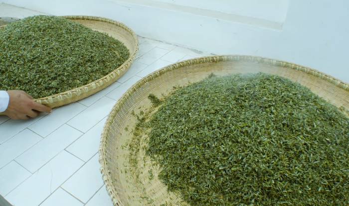 关于河南省光山县全国有机农产品（茶）基地：茶园到茶杯，皆为这一品的热门新闻(12)