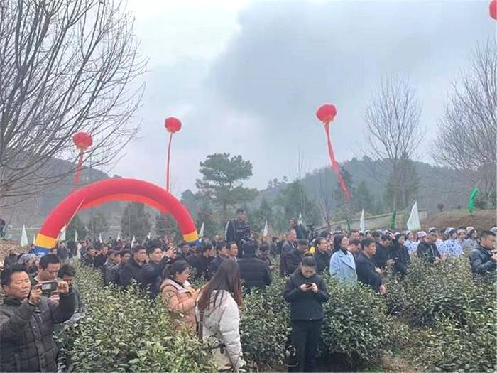 有关于河南桐柏：淮河源头产好茶 生态茶园美如画的最新消息(4)