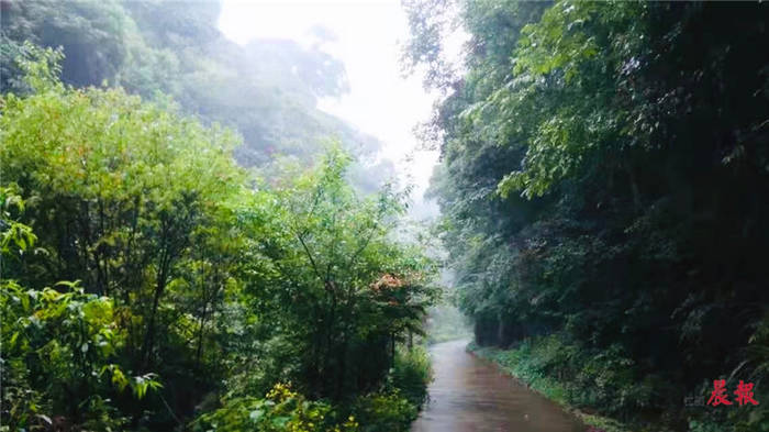 关于江西:又到一年采茶季 婺源深山峡谷春早春茶上市的热门消息