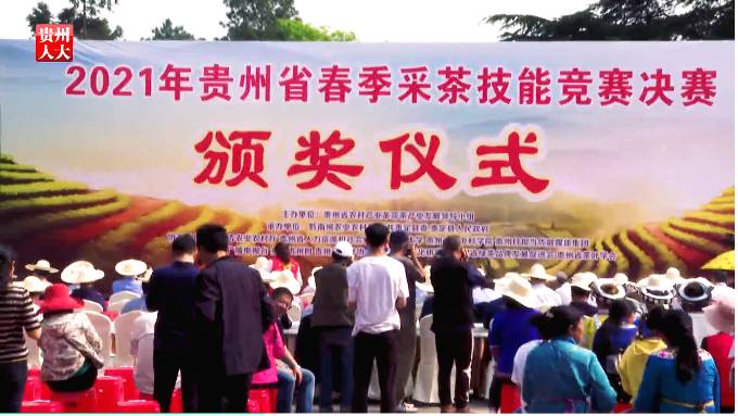 有关于双手采出致富叶！贵州省大力推广双手采茶成效显著的热门消息(3)