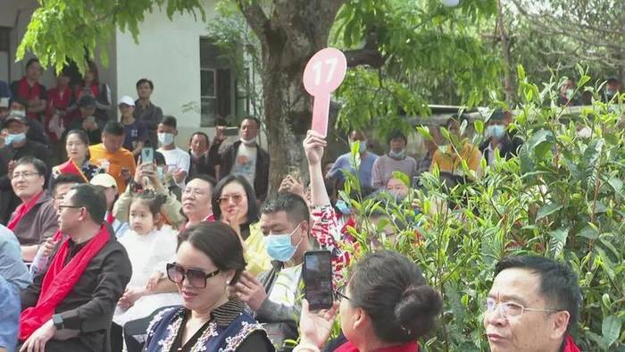 有关于墨江米地古树茶开采 拍卖所得28万元全部捐赠的最新信息(12)