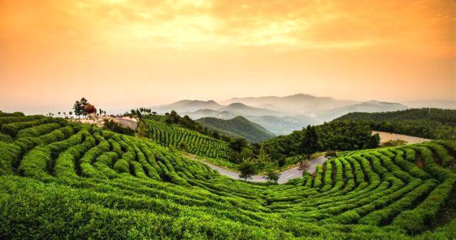 有关于上海茶博会 ：河南信阳以茶为媒链接世界的热门新闻(5)