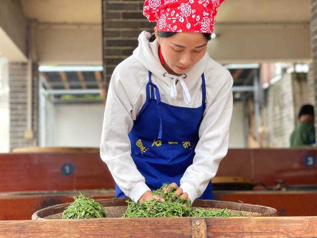 关于直接产值6.7亿元!广西梧州六堡茶加工“提速”了的热门信息(1)