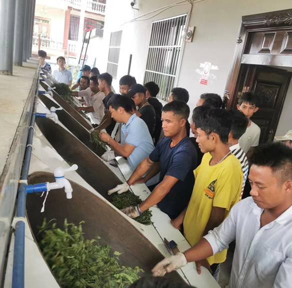 关于“以茶为媒”实施精准扶贫 勐海茶厂助推茶农过上好日子的信息(1)