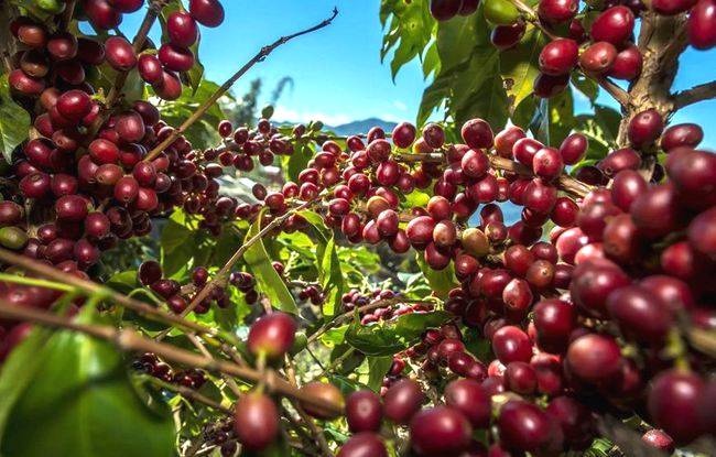 有关于普洱：唯一以茶命名的城市，竟还是咖啡之都的热门资讯(4)